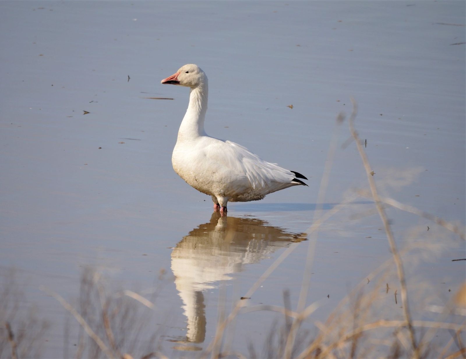 Deleware Snow Goose
